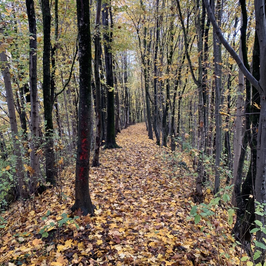 Waldweg