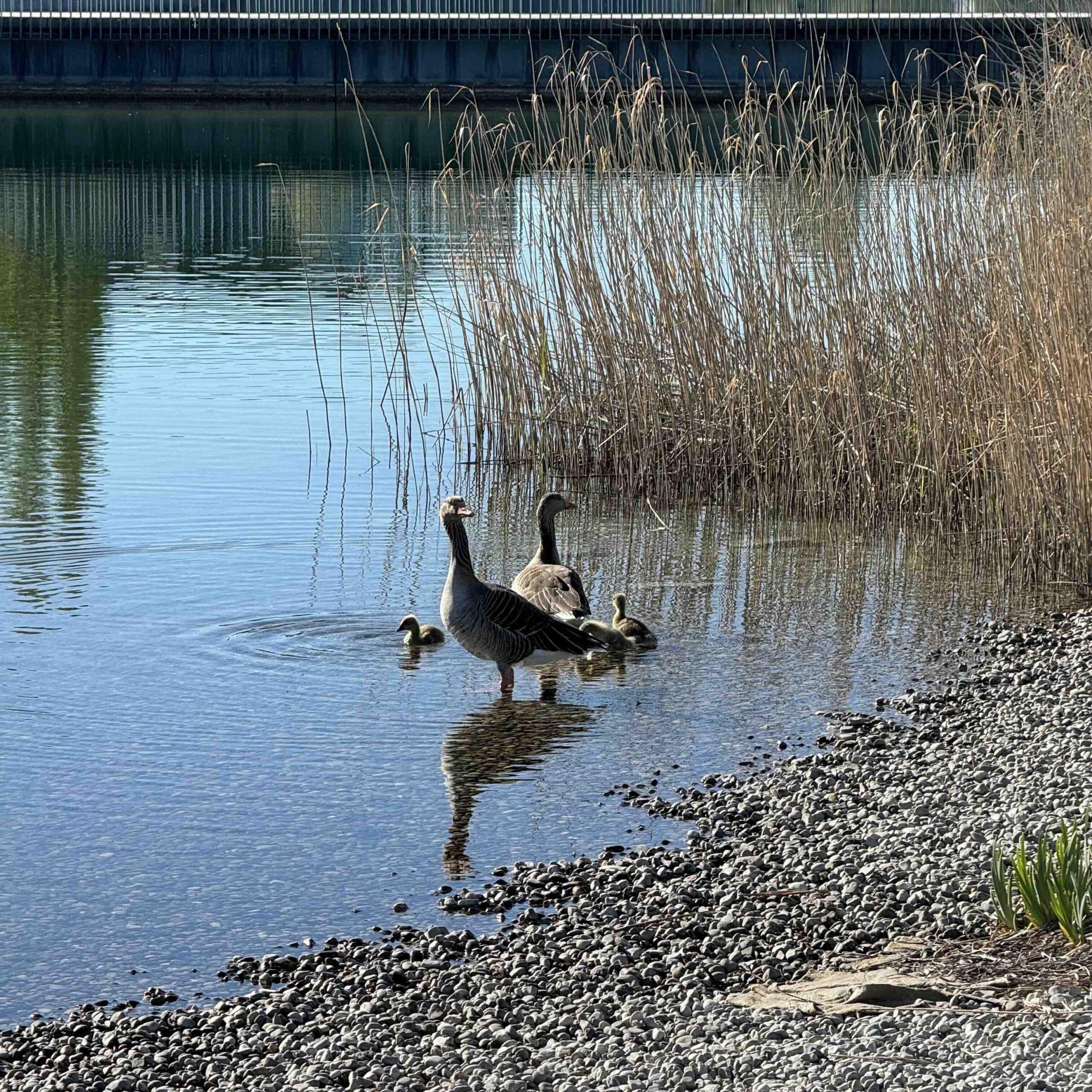 Sustainability Geese